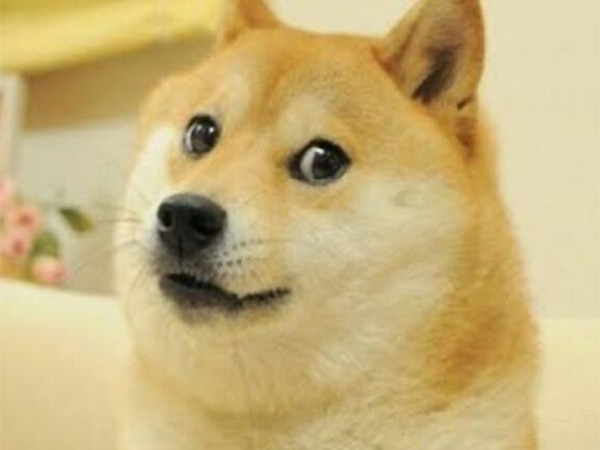 Kabosu, the Shiba Inu behind doge image, dies